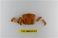 藏品(字纹弓蟹)的圖片